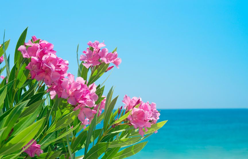 Primavera in anticipo nel Salento, temperature oltre i 20 gradi