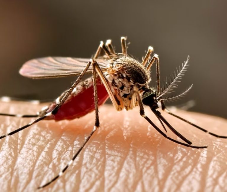Il primo caso di infezione da West Nile virus in provincia di Lecce è un donatore di sangue positivo ma asintomatico