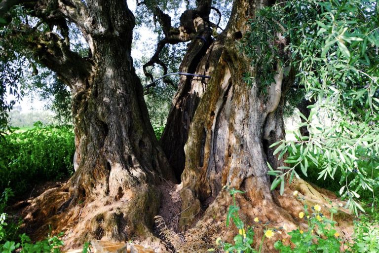 Nasce “Corato Cultivar Bellezza”, un viaggio tra arte, cultura, tradizione e sapori d’eccellenza